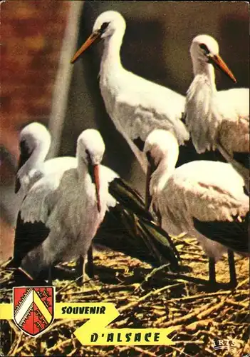 Storch Alsace Elsass  Kat. Tiere