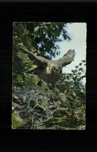 Voegel Faune de l est buse Kat. Tiere