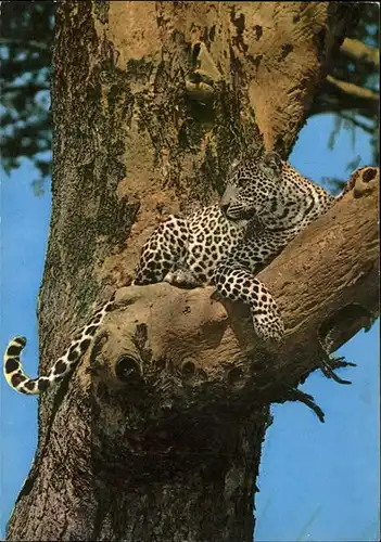 Tiere Leopard Afrika Kat. Tiere