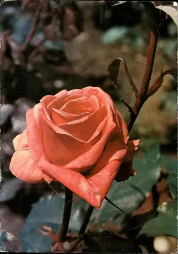 Rose  Kat. Pflanzen