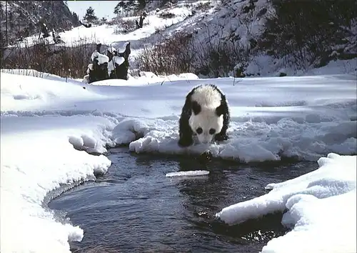 Tiere Giant Panda Pandabaer Kat. Tiere