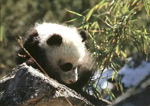 Pandabaer Giant Panda Kat. Tiere