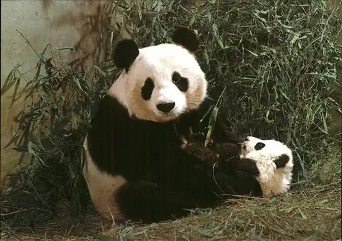 Pandabaer Giant Panda Kat. Tiere