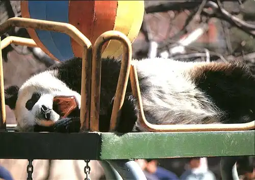 Pandabaer Ball Giant Panda Kat. Tiere