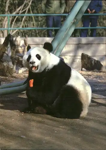 Pandabaer Giant Panda Kat. Tiere