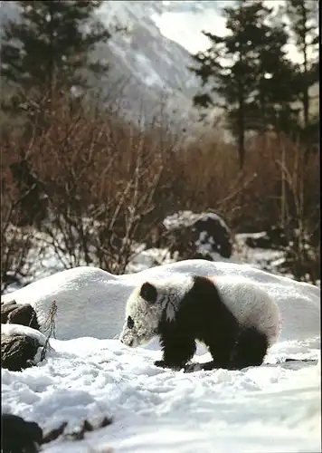 Pandabaer Giant Panda Kat. Tiere