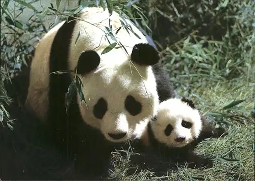 Pandabaer Giant Panda Kat. Tiere