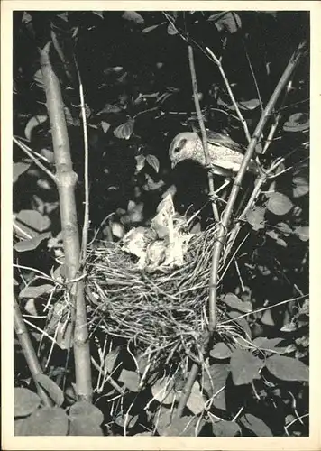 Voegel Rotrueckenwuerger Vogelnest Kat. Tiere