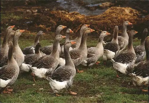 Enten Sehnsuchts Kalender Elsass Kat. Tiere