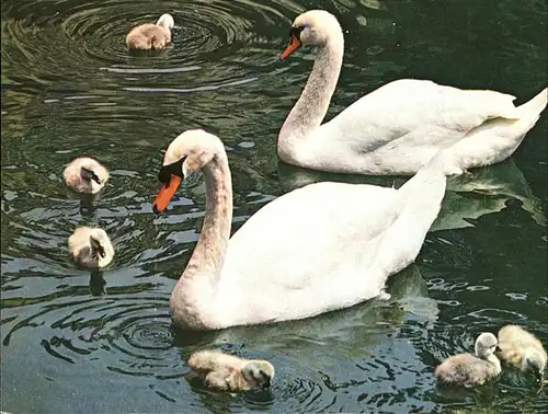 Schwan Schwanenfamilie Kat. Tiere