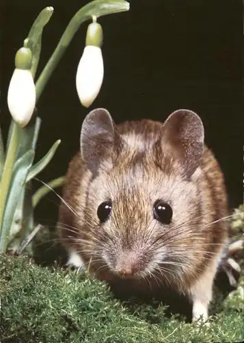 Maeuse Souris mouse topo  Kat. Tiere
