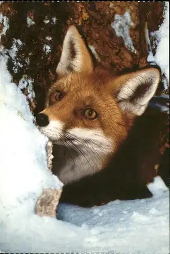 Fuchs Tiere Canis vulpes fox  Kat. Tiere