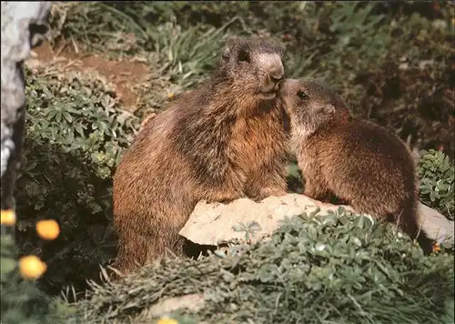 Tiere Murmeltiere marmotta  Kat. Tiere