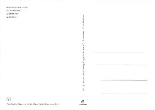 Tiere Murmeltiere marmotta  Kat. Tiere