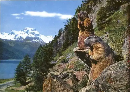 Tiere Murmeltiere Oberengadin Piz La Margna Kat. Tiere