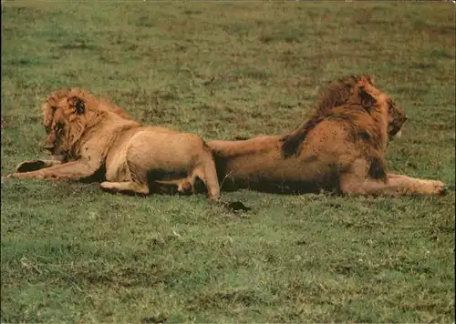 Loewe Serengeti Steppe Tansania Kat. Tiere