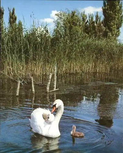 Schwan  Kat. Tiere