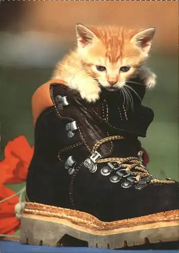 Katzen Schuh Kat. Tiere