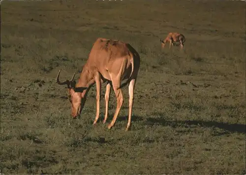 Tiere Kongoni Antilope Nairobi Nationalpark Kenia Kat. Tiere