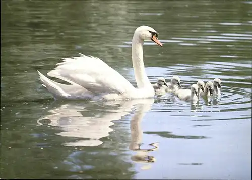 Schwan Hoeckerschwaene Swans Kat. Tiere