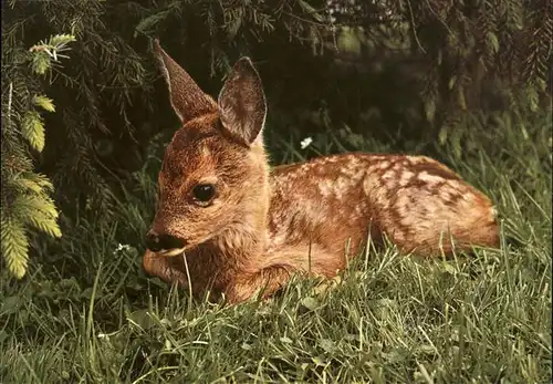 Reh Faon Fawn Ree Rehkitz Kat. Tiere