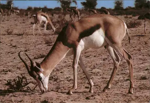 Tiere Fauna springbok antelope South Africa Kat. Tiere