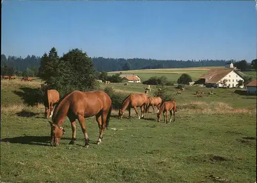 Pferde Paturages des Franches Montagnes Kat. Tiere