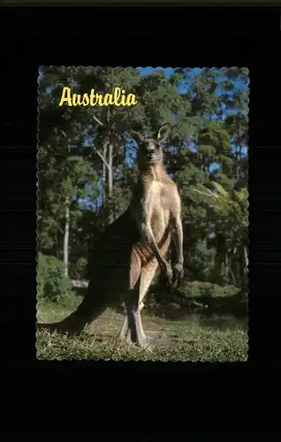 Tiere Kaenguru Australia Great Grey Kangaroo Kat. Tiere