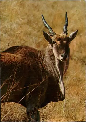 Tiere Antilope Alcina Afrika Kat. Tiere