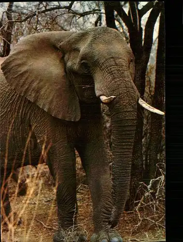 Elefant Afrika elephant africain Kat. Tiere