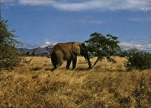 Elefant Afrika Loxodonta africana Kat. Tiere