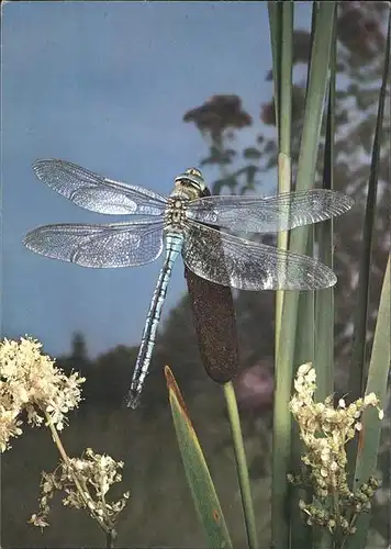 Insekten Libelle Libellule Libellula Kat. Tiere