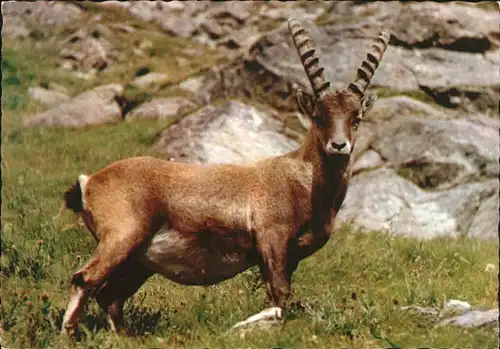 Steinbock Stambecco Bouquetin  Kat. Tiere