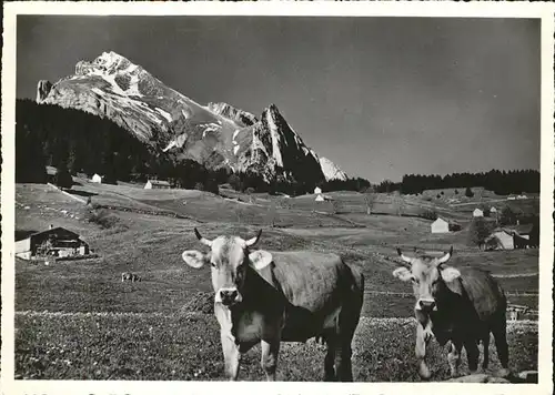 Kuehe Obertoggenburg Wildhaus Schafberg  Kat. Tiere