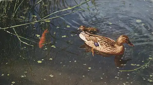 Enten Fisch  Kat. Tiere