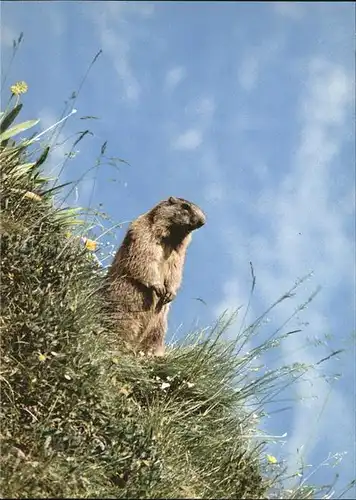 Tiere Murmeltier marmotta  Kat. Tiere