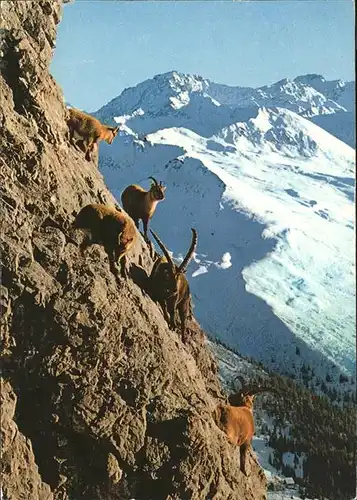 Steinbock Schiahorn Schatzalp Strela Davos Kat. Tiere