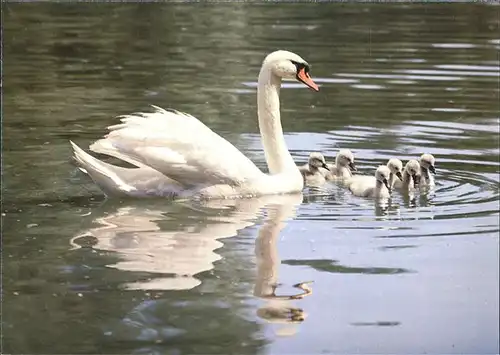 Schwan Hoeckerschwaene swan  Kat. Tiere