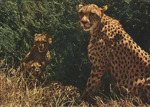 Tiere Gepard Cheetah Kat. Tiere