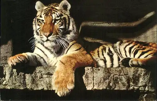 Tiger Tiere Zoo Zuerich Sibirischer Tiger Kat. Tiere