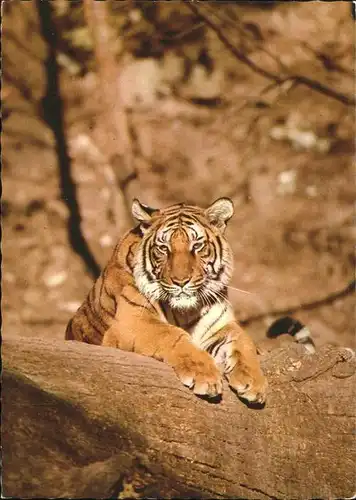 Tiger Tiere  Kat. Tiere