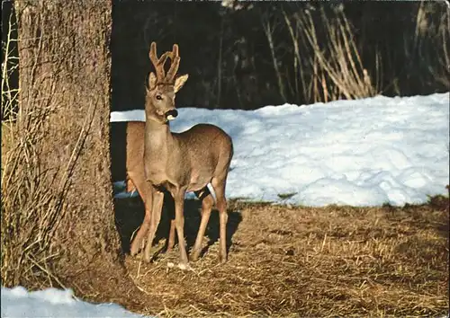 Reh Chereuil Roebuck Rehbock  Kat. Tiere