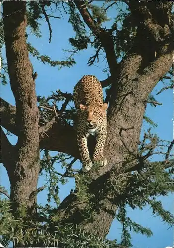 Tiere Leopard Afrika  Kat. Tiere