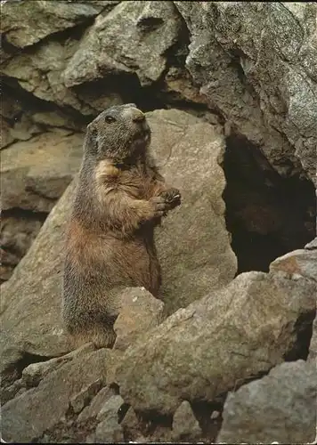 Tiere Murmeltier marmotte  Kat. Tiere