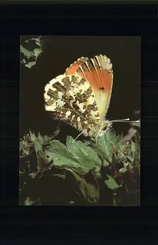 Schmetterlinge Papilorama Tropical Garden Marin Neuchatel Kat. Tiere