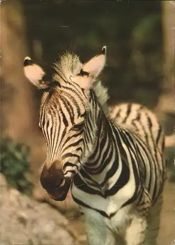 Zebra  Kat. Tiere