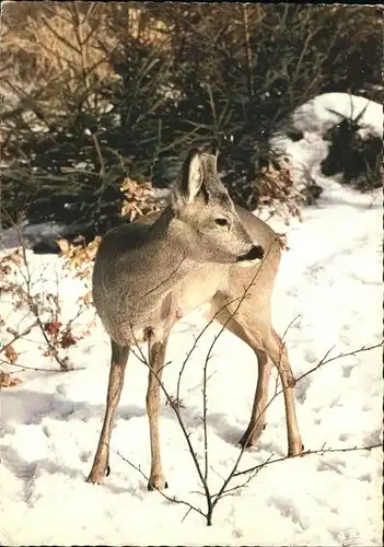 Reh Faune de l Est  Kat. Tiere