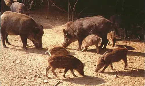 Schweine Wildschweine Ardennes Francaises sangliers Kat. Tiere