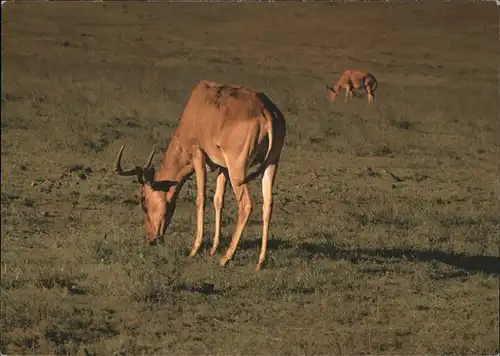 Tiere Kongoni Antilope Nairobi Nationalpark Kenia Kat. Tiere