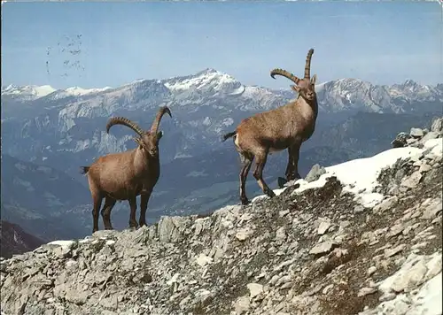 Tiere Steinwild Bouquetin Ibex Kat. Tiere